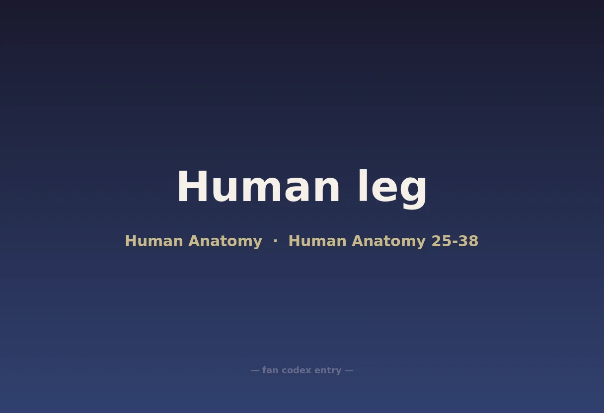 Human leg