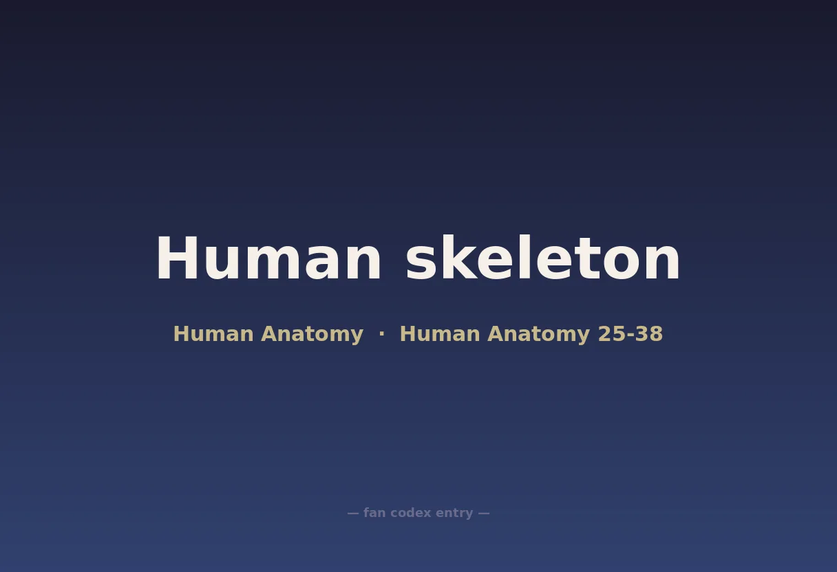 Human skeleton