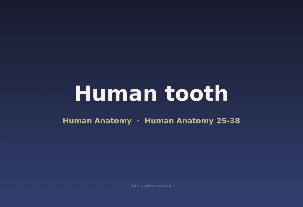 Human tooth